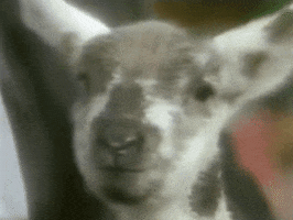 200.gif?cid=fc005b08b84abdf286cee76e1d345b851e2af12cc256f838&rid=200.gif&ct=g