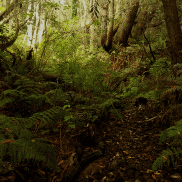 evergreen  GIF