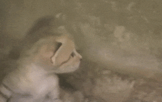 newsweek cat israel zoo newsweek GIF