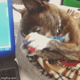 kimrosejohnson baxter crazy chihuahua king baxter chihuahua king baxter GIF