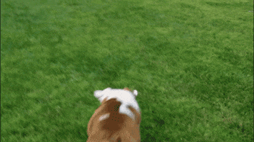dog running GIF by America's Funniest Home Videos