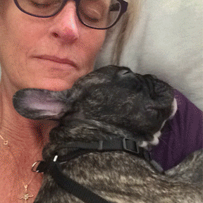 brenlee55 bruno frenchies day1 french bulldogs GIF