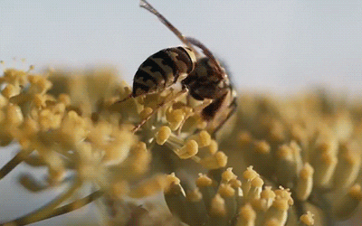 Honey Bees Flower GIF by University of California - Find & Share on GIPHY