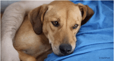 Sleepy Dog Gif By The Barkpost