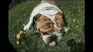 Dog Roll Over GIF by AFV Pets