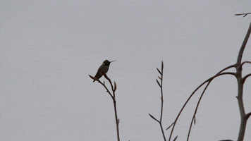 franklin hummingbird anna's hummingbird GIF