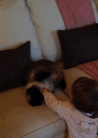 cat oops GIF by AFV Babies