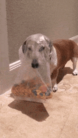 Funny Videos GIF by AFV Pets