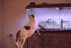 Cats Lol GIF by AFV Pets