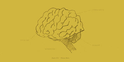 brain GIF by Primer