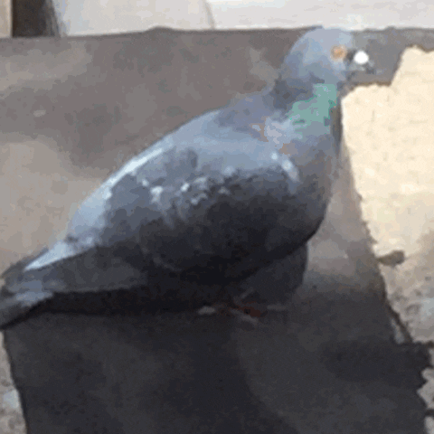 coffee pigeon hunting GIF by Andrea