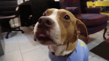 hungry dog GIF by Badass BK