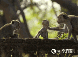 Baby Animals Monkeys GIF by Nature on PBS