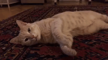 ninatatschl  GIF