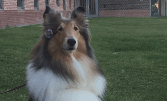 Texas Am Dog GIF by Texas A&M University - Find & Share on GIPHY