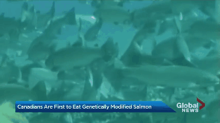 GJEPgifs canada cban ge salmon genetically engineered salmon GIF