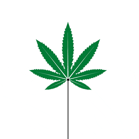 amusoduro  GIF