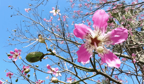genus ceiba meaning, definitions, synonyms