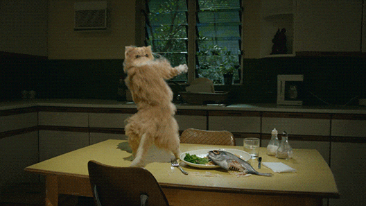 Vibing Crumb Cat Dancing GIF
