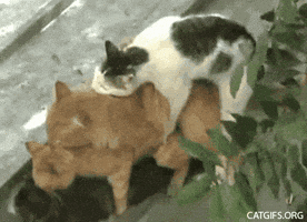 cats orgy GIF