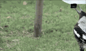 luckyhercul  GIF