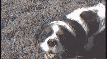 Good Vibes Dog GIF by Slow Dancer