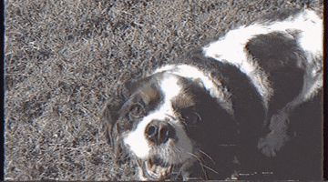 good vibes dog GIF by Slow Dancer