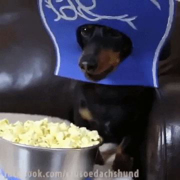 Video gif. Crusoe the Dachshund wears a foam finger on his head, barks, and eats popcorn.