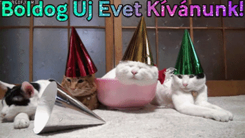 Party Kittens GIF