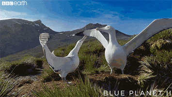 blue planet love GIF by BBC Earth