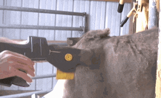 juliacalderone  GIF