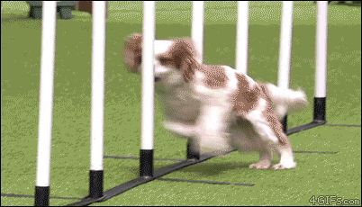 Fail Cavalier King Charles GIF - Find & Share on GIPHY
