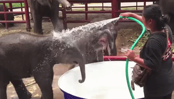 alexwatt  GIF