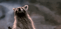 Raccoon Wildlife Day GIF by 20th Century Fox Home Entertainment