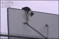 sarcamefluent  GIF