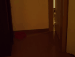 catmanian cats who are warmingly welcomming their humans GIF