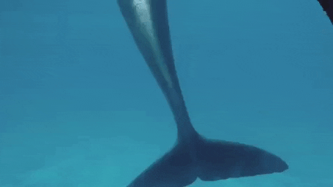 Delfin GIF by Dolphin Discovery - Find & Share on GIPHY