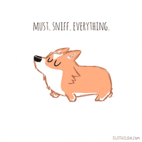 Dog-smelling GIFs - Get the best GIF on GIPHY Dog-smelling GIFs - Get the best GIF on GIPHY