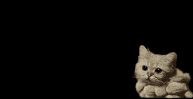 photographer  GIF