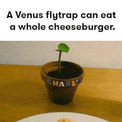 flytraps meme gif