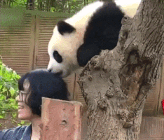 irenechernuha panda GIF