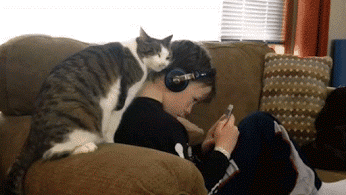 CiNYAU cica macska szeret kittenlove GIF