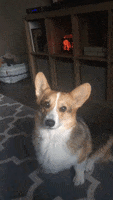 200.gif?cid=fc005b08f1c40e0796c1fd82fbab4b21b377841c0574532f&rid=200.gif&ct=g