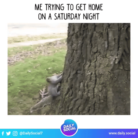 DailySocial drunk squirrel saturdaynight GIF