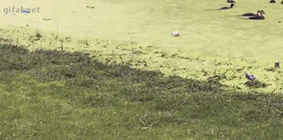 sarcamefluent  GIF