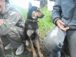 marynadominova  GIF