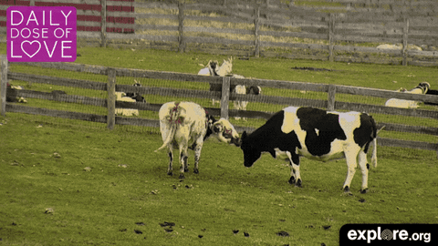 Farm Sanctuary GIFs - Get the best GIF on GIPHY