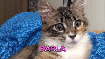 Cute Kitten GIF