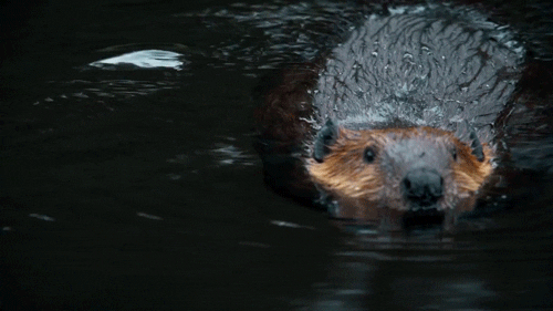Biology Alaska GIF by PBS Digital Studios - Find & Share on GIPHY