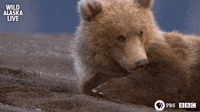 Bbc One Bear GIF by BBC Bbc One Bear GIF by BBC